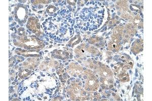 SARDH antibody was used for immunohistochemistry at a concentration of 4-8 ug/ml to stain Epithelial cells of renal tubule (arrows) in Human Kidney.