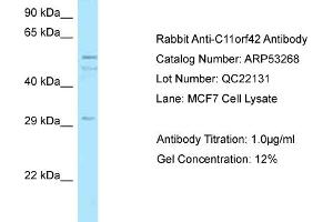 Western Blotting (WB) image for anti-Chromosome 11 Open Reading Frame 42 (C11ORF42) (C-Term) antibody (ABIN2785318) (C11ORF42 Antikörper  (C-Term))