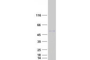 Validation with Western Blot (AMBP Protein (Myc-DYKDDDDK Tag))
