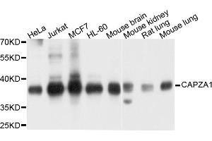 Western blot analysis of extract of various cells, using CAPZA1 antibody. (CAPZA1 Antikörper)