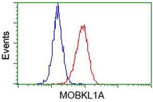Flow cytometric Analysis of Hela cells, using anti-MOBKL1A antibody (ABIN2453312), (Red), compared to a nonspecific negative control antibody (TA50011), (Blue). (MOBKL1A Antikörper)