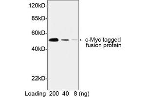 Image no. 1 for anti-Myc Tag antibody (HRP) (ABIN294583) (Myc Tag Antikörper  (HRP))