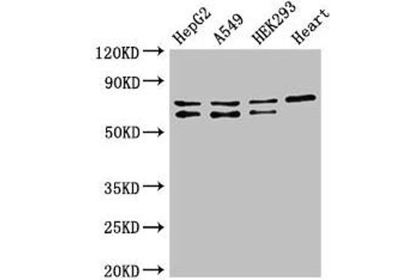 HIF3A antibody  (AA 516-669)