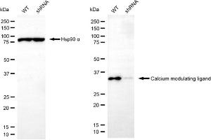 Western blotting analysis using calcium modulating ligand antibody (ABIN7797829).