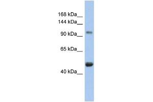 WB Suggested Anti-RBL1 Antibody Titration:  0. (p107 Antikörper  (N-Term))