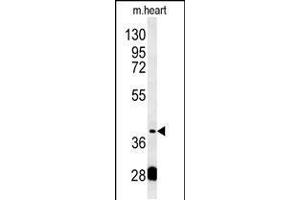 Western blot analysis in mouse heart tissue lysates (15ug/lane). (PON2 Antikörper  (AA 74-101))