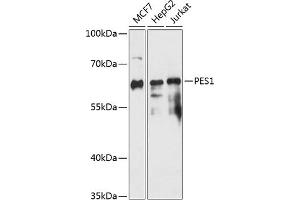 Western blot analysis of extracts of various cell lines, using PES1 antibody (ABIN7269255) at 1:3000 dilution. (PES1 Antikörper  (AA 1-150))