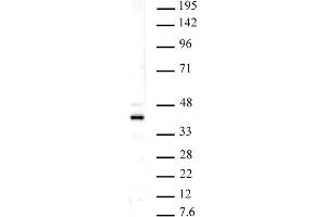 Histone macroH2A1 pAb tested by Western blot. (Histone MroH2A1 (N-Term) Antikörper)