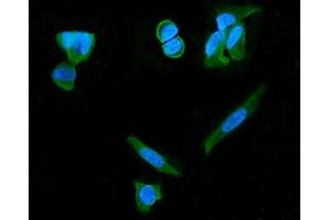 IF analysis of PDE6 beta/PDE6B using anti-PDE6 beta/PDE6B antibody (ABIN7600893).