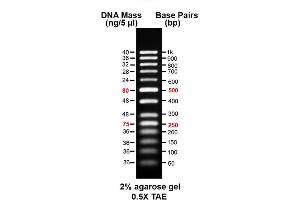 Image no. 1 for AccuBand™ 50 bp DNA Ladder II (ABIN5662593) (AccuBand™ 50 bp DNA Ladder II)