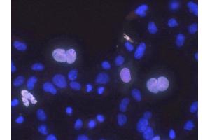 Transfected cell immunofluorescence: COS cells expressing Myc-tagged human Haspin. (GSG2 Antikörper  (AA 1-798))