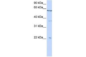 CSRP2 antibody used at 0. (CSRP2 Antikörper  (C-Term))