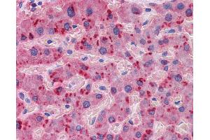 Anti-APOA2 antibody IHC of human liver. (APOA2 Antikörper  (AA 1-100))
