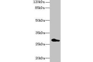 Western blot All lanes: REEP4 antibody at 0. (Receptor Accessory Protein 4 Antikörper  (AA 78-257))
