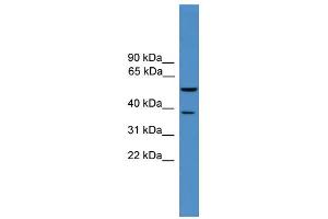 WB Suggested Anti-Bace1 Antibody Titration: 0. (BACE1 Antikörper  (Middle Region))