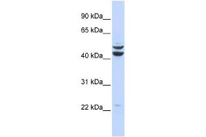 WB Suggested Anti-PKNOX2 Antibody Titration:  0. (PKNOX2 Antikörper  (Middle Region))