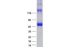 Validation with Western Blot (PDE9A Protein (Transcript Variant 3) (Myc-DYKDDDDK Tag))