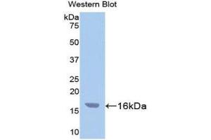 Western Blotting (WB) image for anti-Caspase 3 (CASP3) (AA 29-175) antibody (FITC) (ABIN1858244) (Caspase 3 Antikörper  (AA 29-175) (FITC))