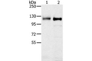 Western Blot analysis of 231 and K562 cell using PTPN12 Polyclonal Antibody at dilution of 1:200 (PTPN12 Antikörper)