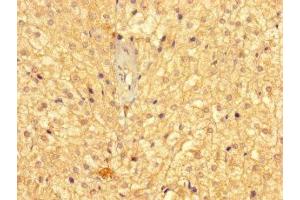 Immunohistochemistry of paraffin-embedded human adrenal gland tissue using ABIN7158978 at dilution of 1:100 (GMPPB Antikörper  (AA 61-360))
