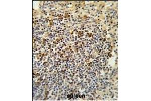 Immunohistochemistry (Paraffin-embedded Sections) (IHC (p)) image for anti-G Patch Domain and Ankyrin Repeats 1 (GPANK1) (AA 275-302), (C-Term) antibody (ABIN652667)