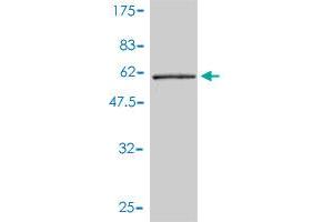 Western Blotting (WB) image for anti-Tropomyosin 4 (TPM4) (AA 1-248) antibody (ABIN563237)