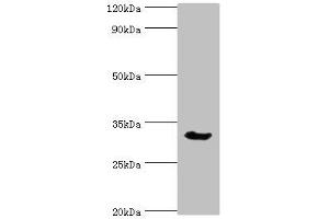 Western blot All lanes: Caspase-6 antibody at 3 μg/mL + Mouse liver tissue Secondary Goat polyclonal to rabbit IgG at 1/10000 dilution Predicted band size: 34, 23 kDa Observed band size: 34 kDa