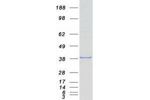 Validation with Western Blot (PAX9 Protein (Myc-DYKDDDDK Tag))