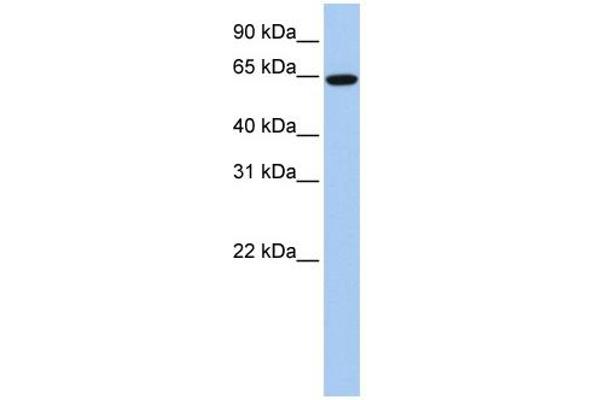 EPS8-Like 1 anticorps  (Middle Region)