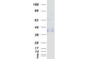 Western Blotting (WB) image for Leukocyte-Associated Immunoglobulin-Like Receptor 1 (LAIR1) (Transcript Variant A) protein (Myc-DYKDDDDK Tag) (ABIN2713631)