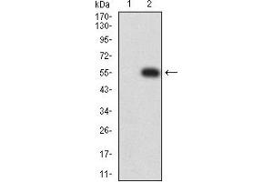 LILRA5 Antikörper  (AA 42-268)