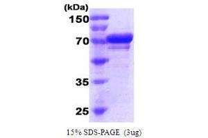 Heat Shock 70kDa Protein 5 (Glucose-Regulated Protein, 78kDa) (HSPA5) (AA 20-650) peptide (His tag)