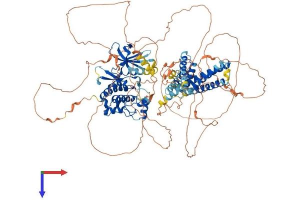 ULK2 Protein (AA 1-1036) (His tag)