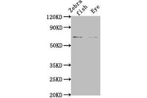 Western Blot Positive WB detected in: Zebrafish tissue, Zebrafish eye tissue All lanes: rbm47 at 1:2000 Secondary Goat polyclonal to rabbit IgG at 1/50000 dilution Predicted band size: 66 kDa Observed band size: 66 kDa (RBM47 Antikörper  (AA 390-524))