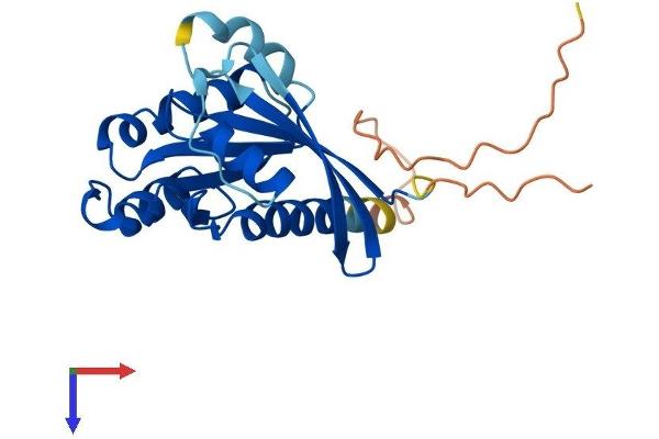 RAB19 Protein (AA 1-217) (His tag)