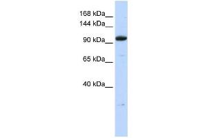 Western Blotting (WB) image for anti-Zinc Finger Protein 112 (ZFP112) antibody (ABIN2458357) (ZFP112 Antikörper)