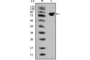 Western blot analysis using ISL1 mouse mAb against full-length ISL1 (aa1-349)-hIgGFc transfected HEK293 cell lysate(1). (ISL1 Antikörper)