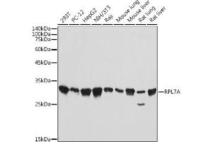 Western blot analysis of extracts of various cell lines, using RPL7A antibody (ABIN7270011) at 1:1000 dilution. (RPL7A Antikörper)