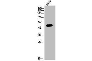 Western Blot analysis of 293T cells using GPR172B Polyclonal Antibody (GPR172B Antikörper  (Internal Region))
