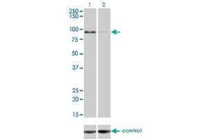 Western blot analysis of ZW10 over-expressed 293 cell line, cotransfected with ZW10 Validated Chimera RNAi (Lane 2) or non-transfected control (Lane 1). (ZW10 Antikörper  (AA 1-100))