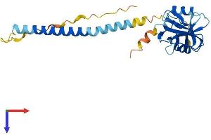 Klrb1a Protein (AA 1-227) (His tag)