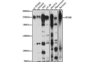 Western blot analysis of extracts of various cell lines, using KIF20B antibody (ABIN7268126) at 1:1000 dilution. (KIF20B Antikörper  (AA 1200-1500))