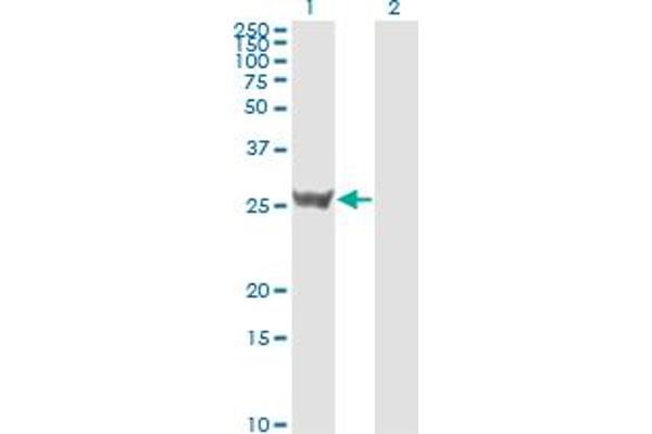 14-3-3 sigma/SFN Antikörper  (AA 1-248)