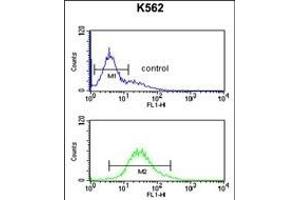 RPS15A Antibody (N-term) (ABIN650999 and ABIN2840032) flow cytometric analysis of K562 cells (bottom histogram) compared to a negative control cell (top histogram).