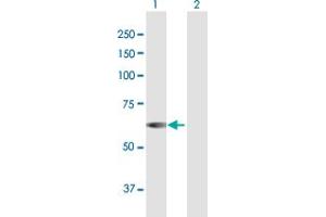 Western Blot analysis of NUP54 expression in transfected 293T cell line by NUP54 MaxPab polyclonal antibody. (NUP54 Antikörper  (AA 1-507))