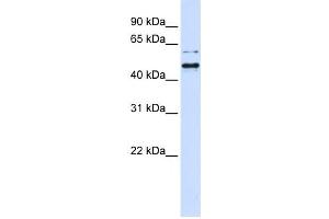 Western Blotting (WB) image for anti-Tubby Homolog (TUB) antibody (ABIN2459995) (TUB Antikörper)