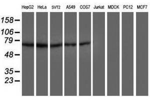Image no. 2 for anti-Dystrobrevin, beta (DTNB) antibody (ABIN1497917) (Dystrobrevin beta Antikörper)