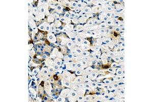 Immunohistochemistry (Paraffin-embedded Sections) (IHC (p)) image for anti-Ghrelin (GHRL) antibody (ABIN7074040)