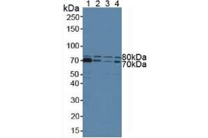 Figure. (STAM Antikörper  (AA 199-464))