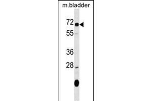 OSGIN1 Antikörper  (C-Term)